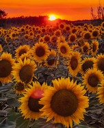 girasoli-sardara-1.jpeg