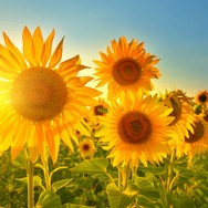 girasoli.jpg